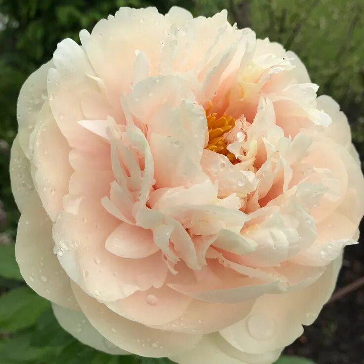 Пион пастелеганс фото Paeonia "Pastelegance" Peonie