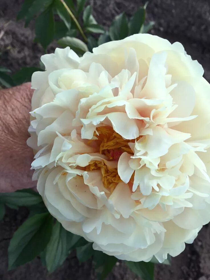 Пион пастелеганс фото и описание отзывы Pastelegance Peonies, Flowers, Rose