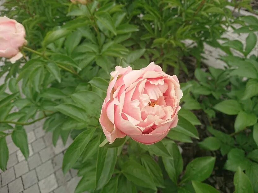 Пион пастелорама фото ᐅ Пион "Пастелорама" (Paeonia "Pastelorama") купить по цене производителя ✓ дост