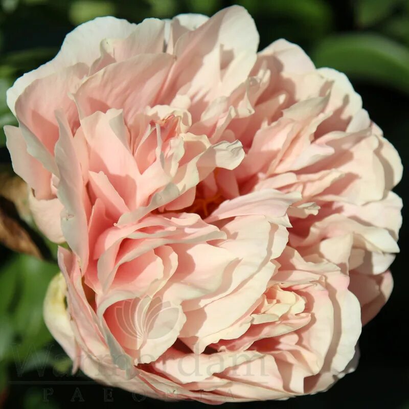 Пион пастелорама фото Nikita Warmerdam Paeonia