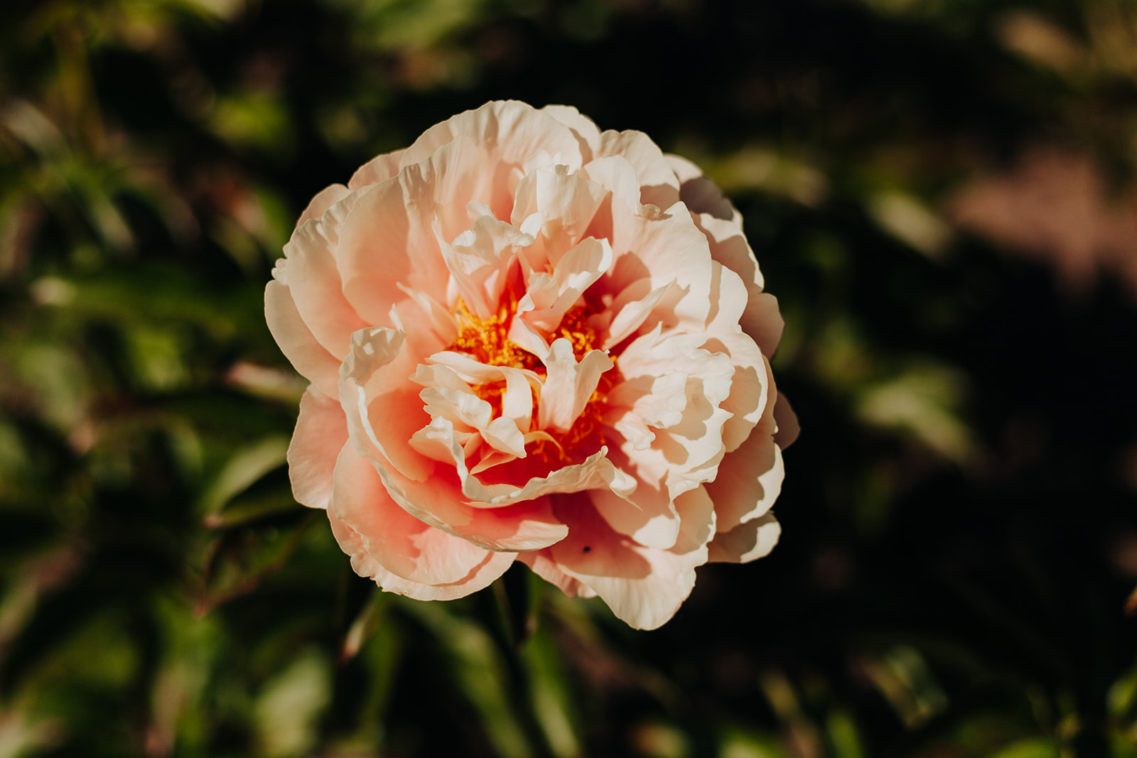 Пион пастелорама фото Peony Pastelorama - Lent Slowflowers - bio bloemenveld