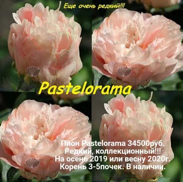 Пион пастелорама фото Фото-Tsibro-Пион