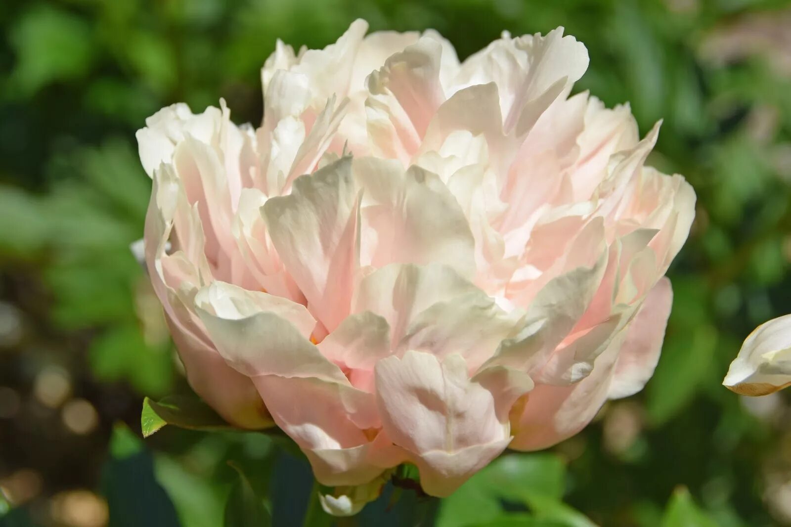 Пион пастелорама фото и описание отзывы Buy Paeonia pastelorama wholesale in Dubai Gulf Flowers