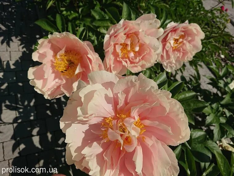 Пион пастелорама фото и описание отзывы ᐅ Півонія "Пастелорама" (Paeonia "Pastelorama") купити за ціною виробника інтерн