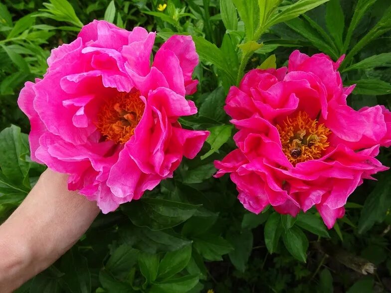 Пион пауле фей фото и описание ᐅ Пион "Паула Фей" (Paeonia "Paula Fay") купить по цене производителя ✓ доставко