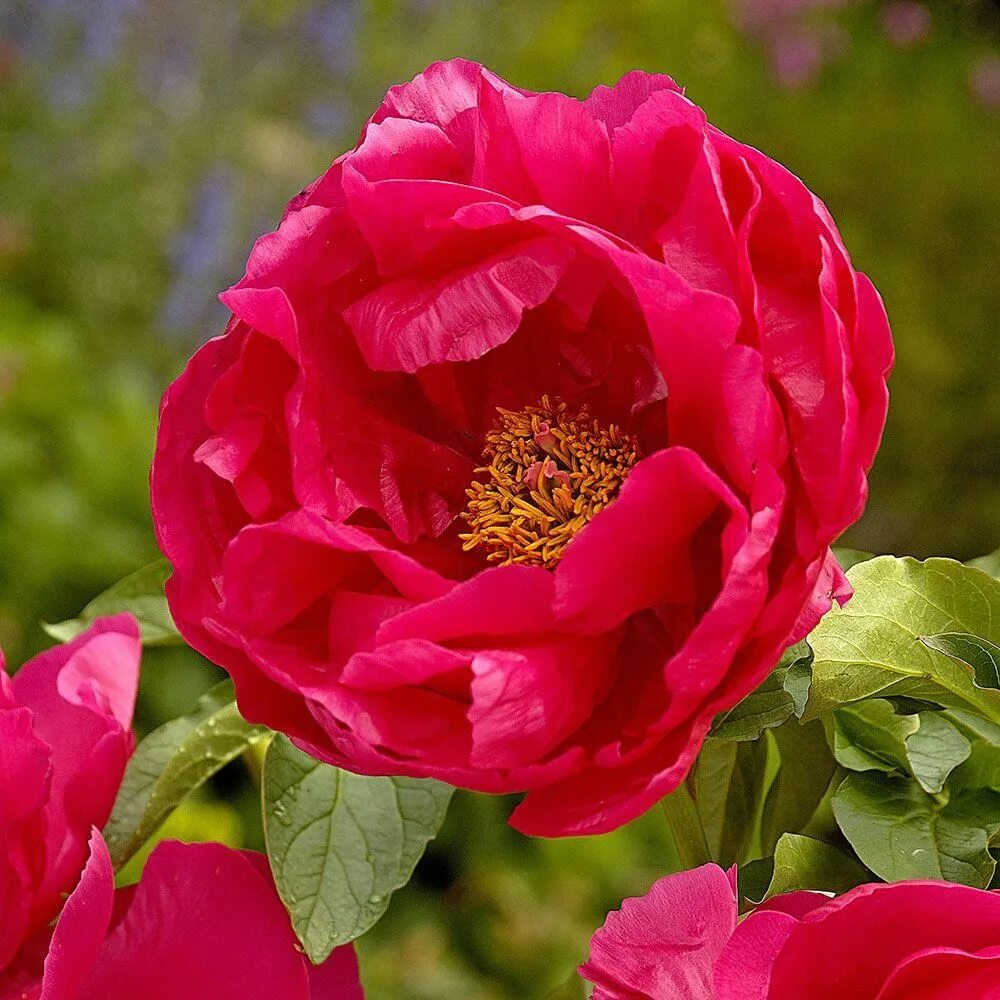 Пион пауле фей фото и описание Peony 'Paula Fay' White flower farm, Fragrant flowers, Growing peonies