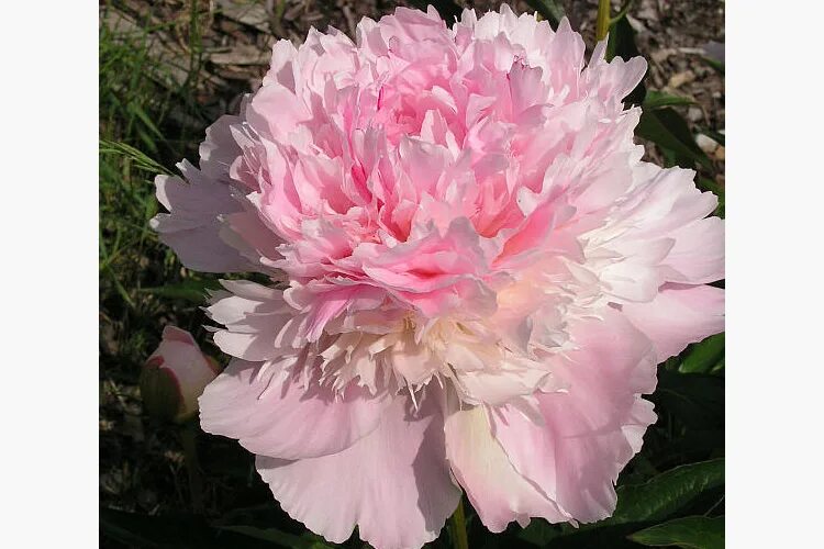 Пион печер фото Пион молочноцветковый Печер / Ноэми Демей (Paeonia lactiflora Pecher / Noemie De