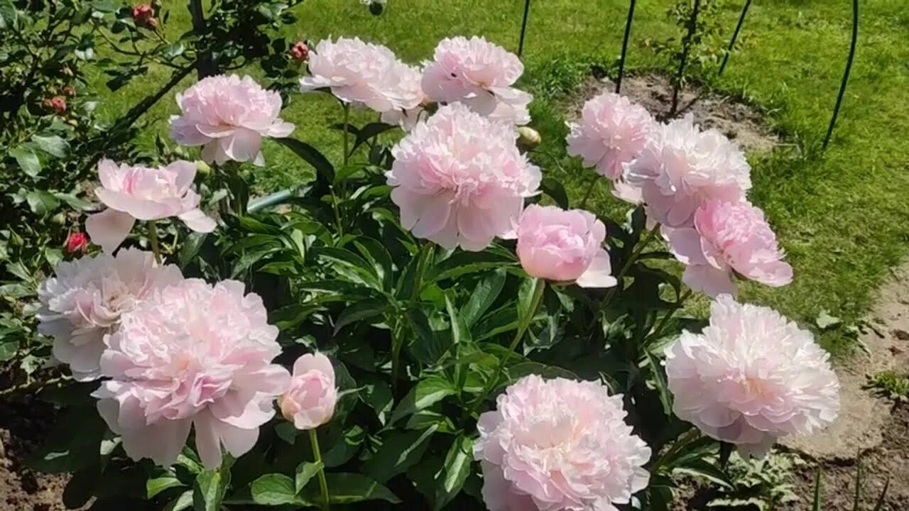 Пион печер фото Пион Печер / Ноэми Демей Paeonia Pecher / Noemie Demay - YouTube
