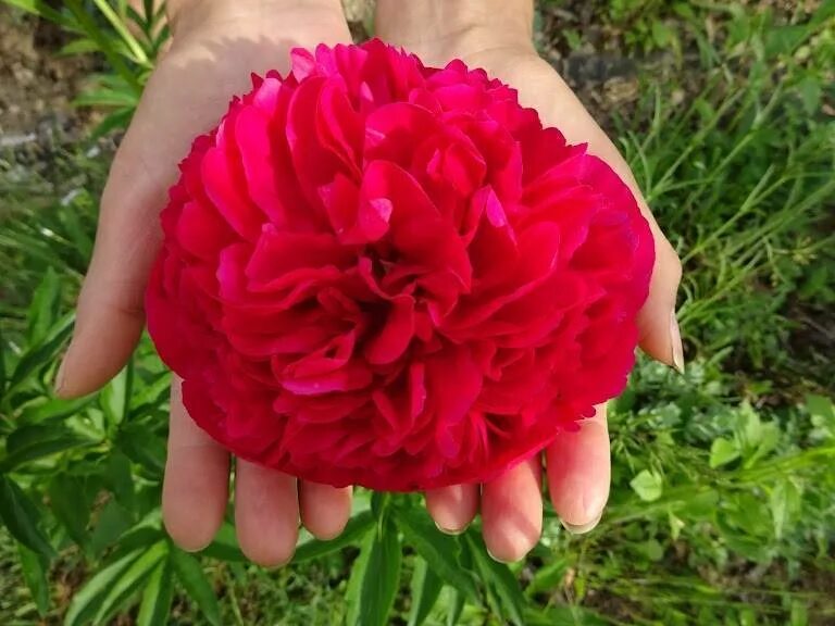 Пион перфоманс фото Все о пионе Команд Перфоманс (Paeonia Command Performance): описание и характери