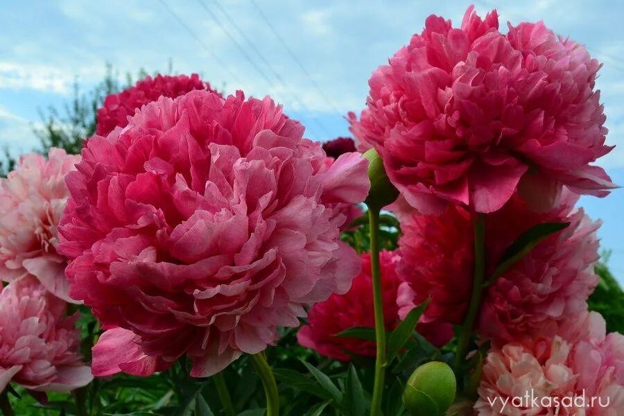 Пион перфоманс фото и описание Все о пионе Команд Перфоманс (Paeonia Command Performance): описание и характери