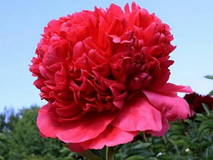 Пион перфоманс фото и описание Paeonia Command Performance (3/5 глазка) Редкие сорта пионов. Декоративноцветущи