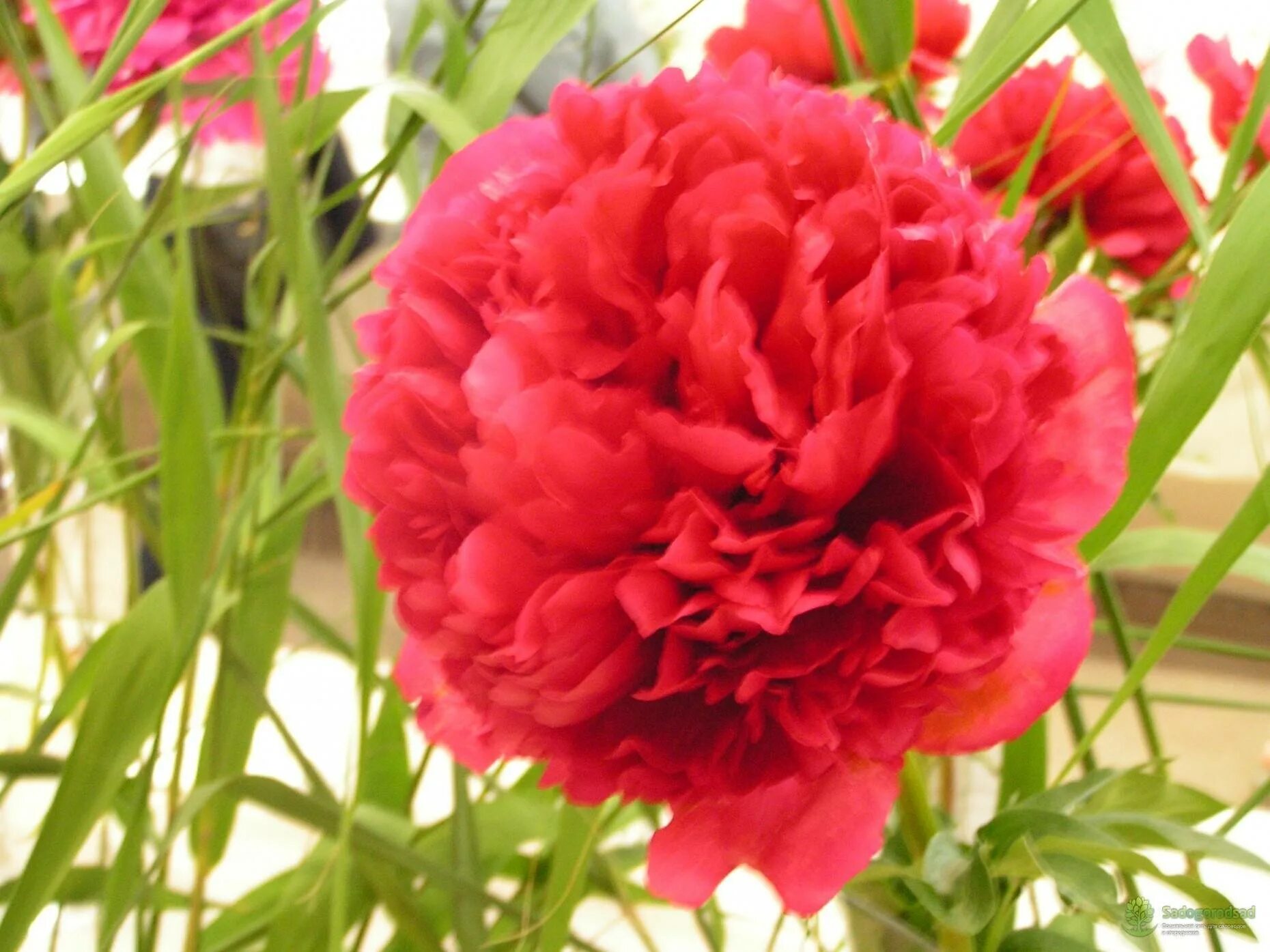 Пион перформанс фото Все о пионе Команд Перфоманс (Paeonia Command Performance): описание и характери