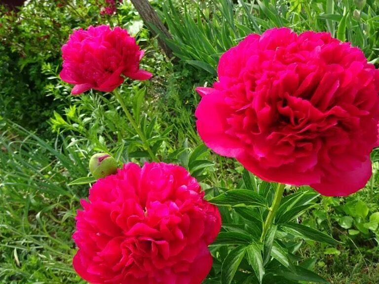 Пион перформанс фото Все о пионе Команд Перфоманс (Paeonia Command Performance): описание и характери