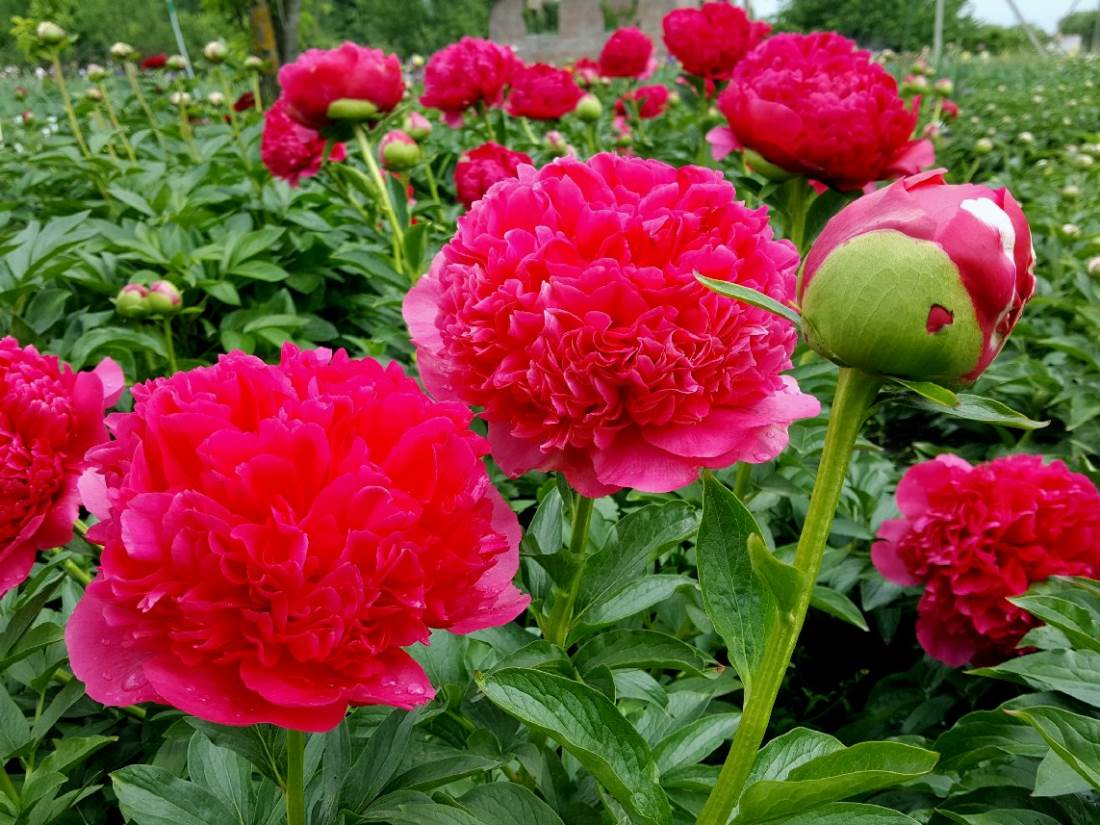 Пион перформанс фото Пион Комманд Перфоманс Paeonia Command Performance Юлин сад