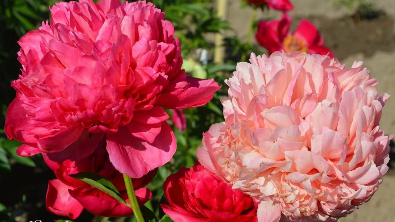 Пион перформанс фото Все о пионе Команд Перфоманс (Paeonia Command Performance): описание и характери