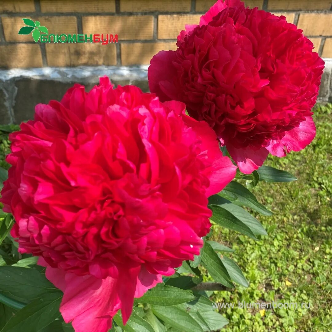 Пион перформанс фото Пион Пион Команд Перфоманс, Комменд Перфоменс (Paeonia Command Performance)