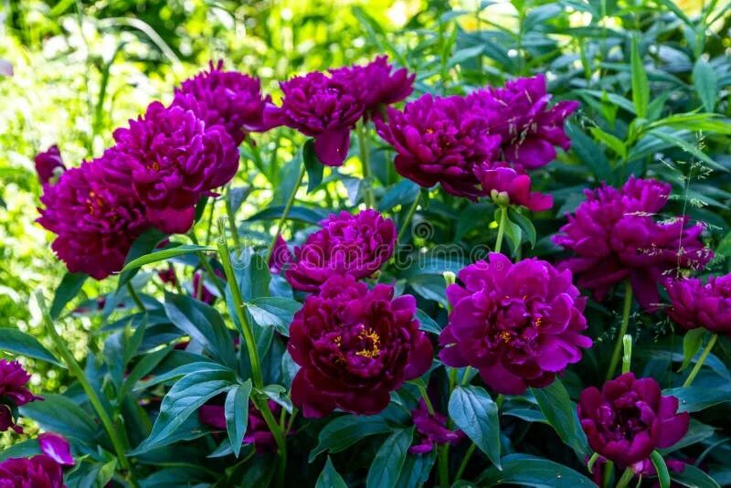 Пион петер бранд фото Paeonia Lactiflora Grp Peter Brand Stock Photo - Image of green, garden: 1557614