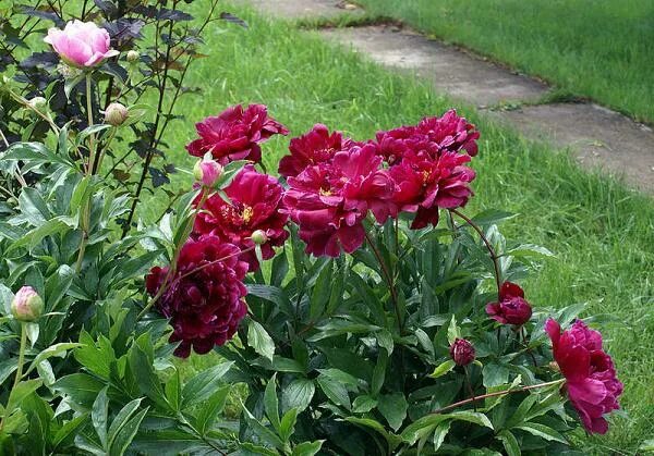 Пион петер бранд фото Peter Brand Пион Фото - New-Freepik.Ru