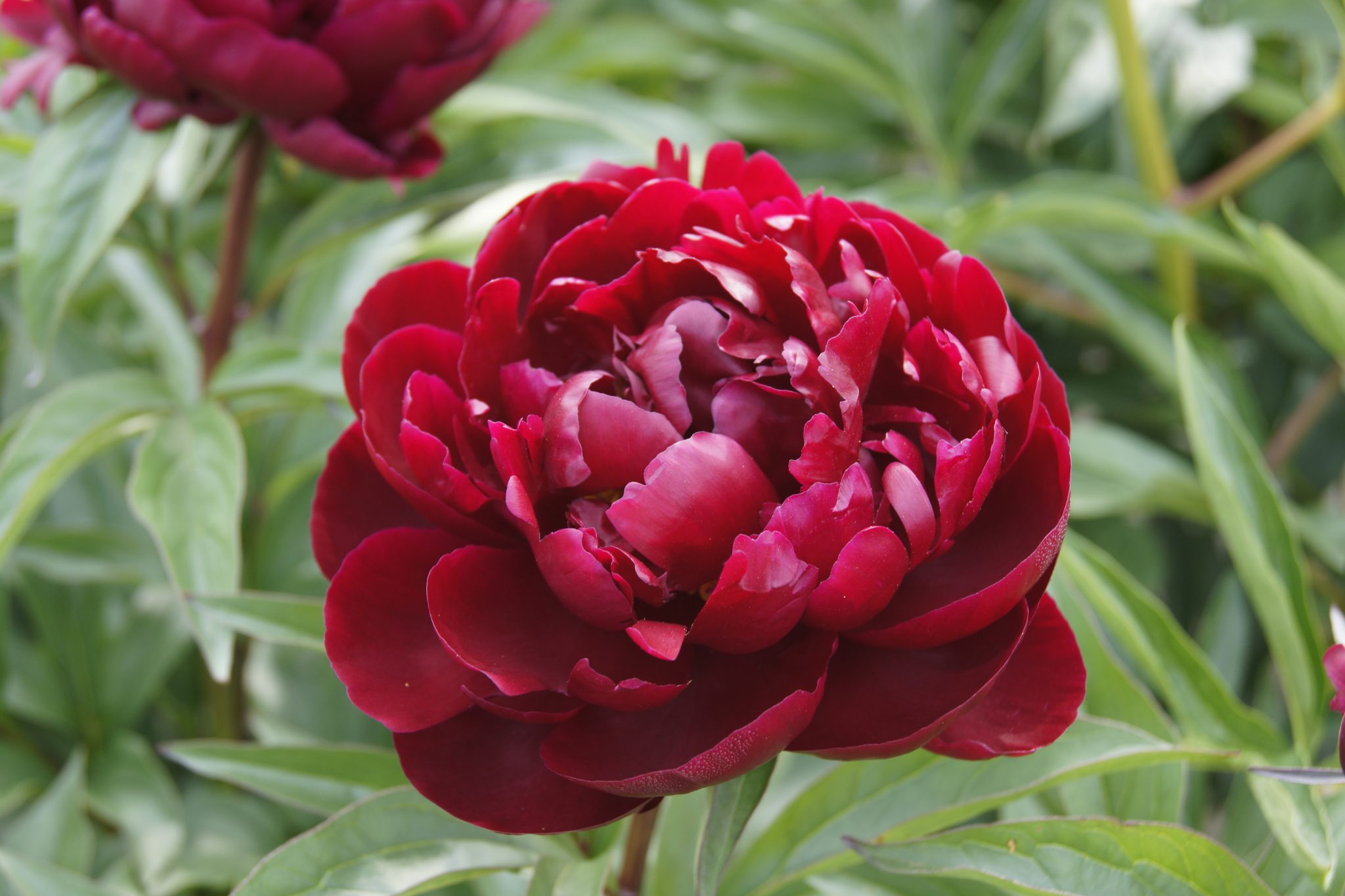 Пион петер бранд фото Paeonia 'Peter Brand' - Greenseasons