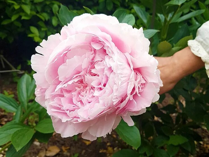 Пион пиллоу ток фото и описание Frösådd av pioner, så här gör du steg för steg Blomsterträdgård, Frösådd, Pioner
