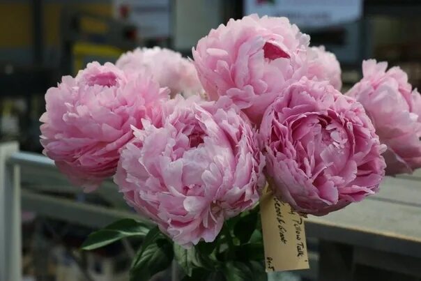 Пион пиллоу ток фото и описание КОРНИ ИЗ САДА Пион Пиллоу Ток Paeonia Pillow Talk Klehm and Son, 1973, США.. 202