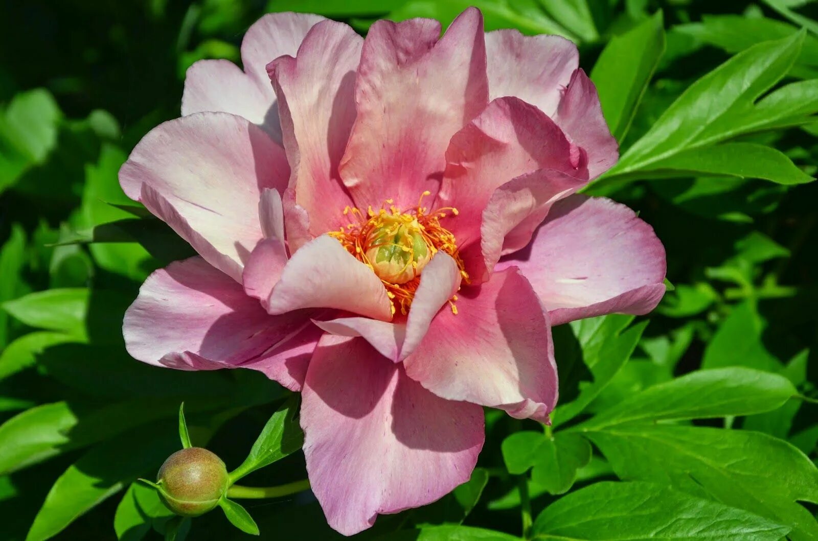 Пион пинк дабл денди фото Double Itoh Peony 'Pink Double Dandy' (Paeonia itoh) Itoh peonies, Peonies, Flow