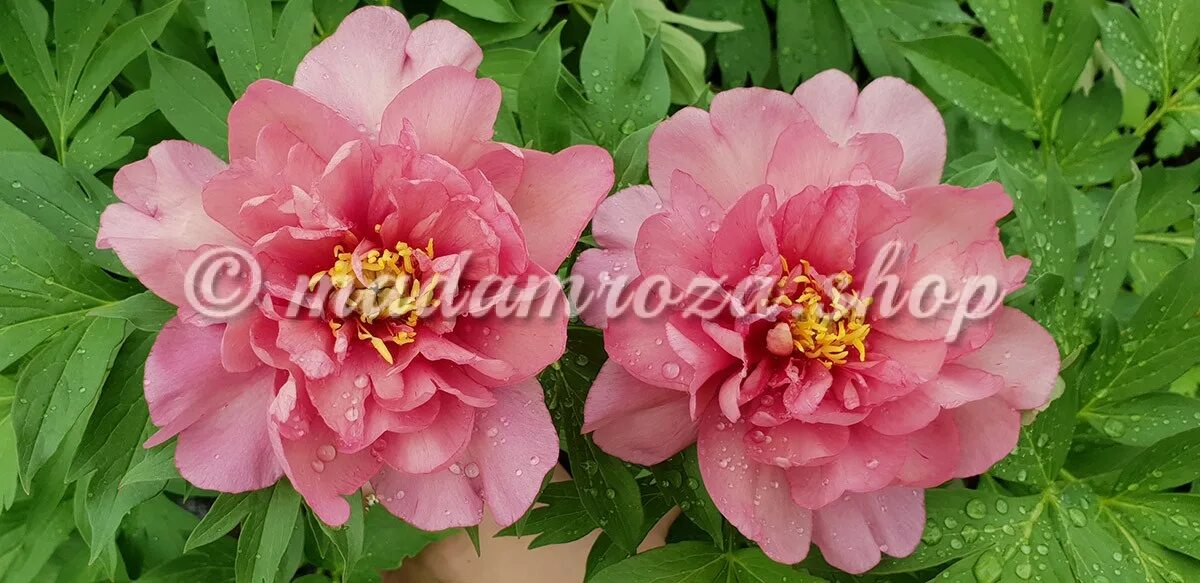 Пион пинк дабл денди фото Pink Double Dandy - Пинк Дабл Дэнди - Мадам Роза