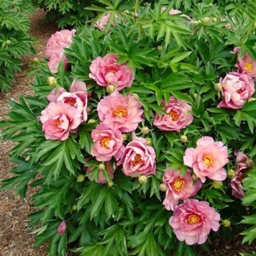 Пион пинк дабл денди фото Пион Пинк Дабл Денди (Pink Double Dandy): купить саженцы в Москве с доставкой по