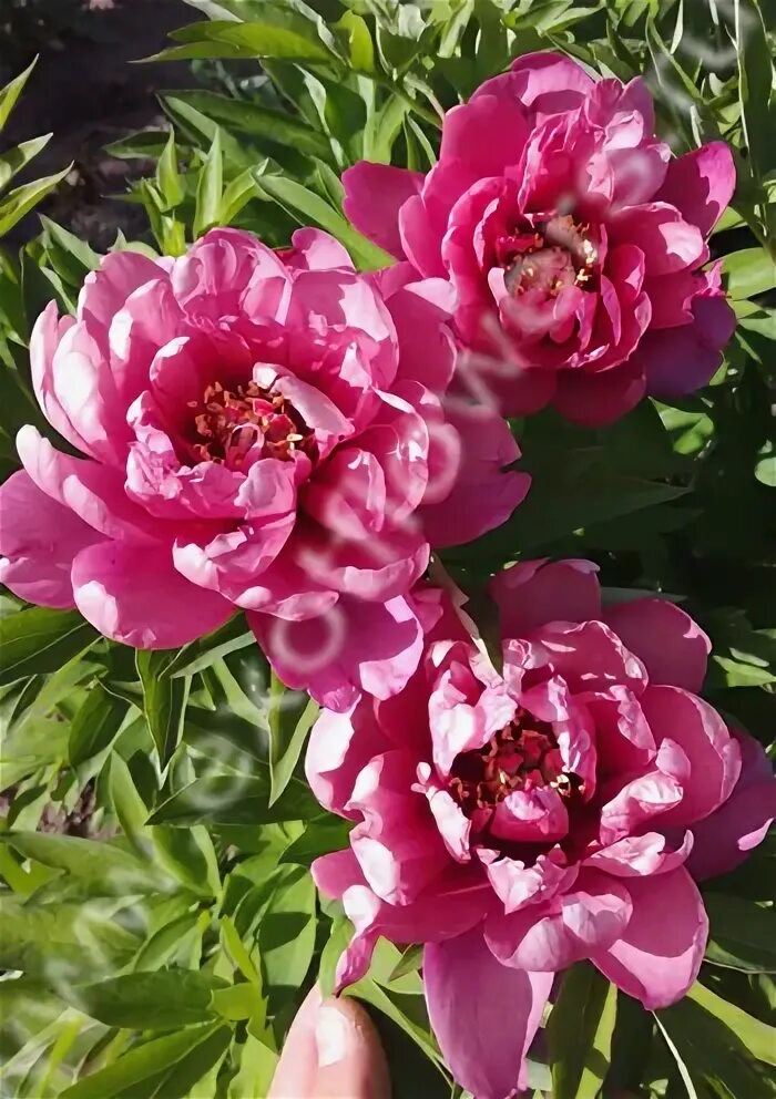 Пион пинк дабл денди фото Пион Pink Ardour Магазин EXOTFLOWERS