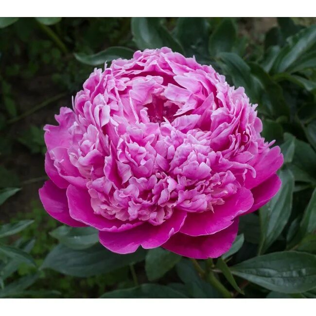 Пион пинк дерби фото и описание Купить саженцы пиона Пинк Дерби (Pink Derby)
