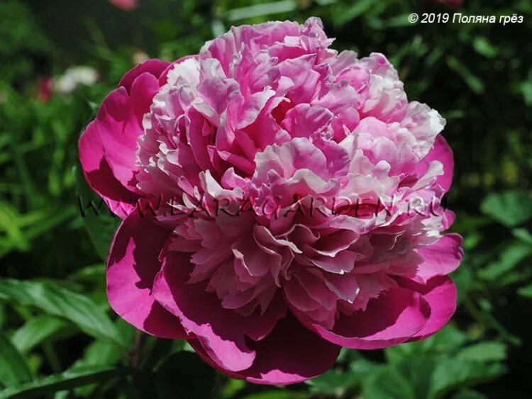 Пион пинк дерби фото и описание Пион Pink Derby - каталог 2024 Поляна грез