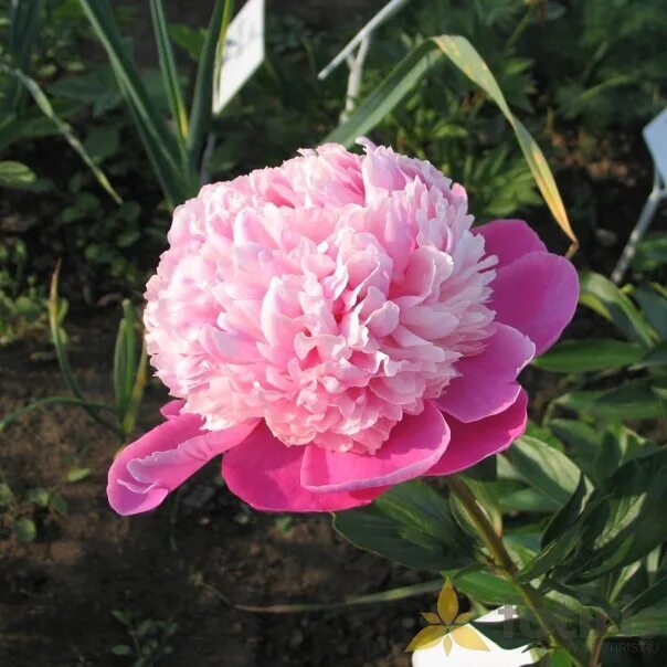Пион пинк дерби фото и описание Пион Pink derby https://www.fotiris.ru/flower/pink_derby/ Артикул 2380 Гибридиза