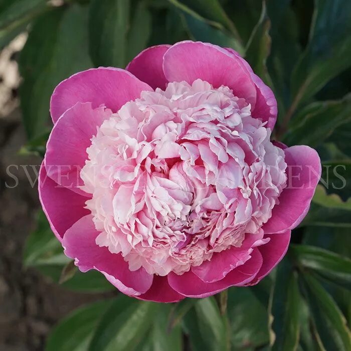 Пион пинк дерби фото и описание Pin by Maria Nosal on paeonia, piwonia, peony ... люблю пион ... Peonies garden,