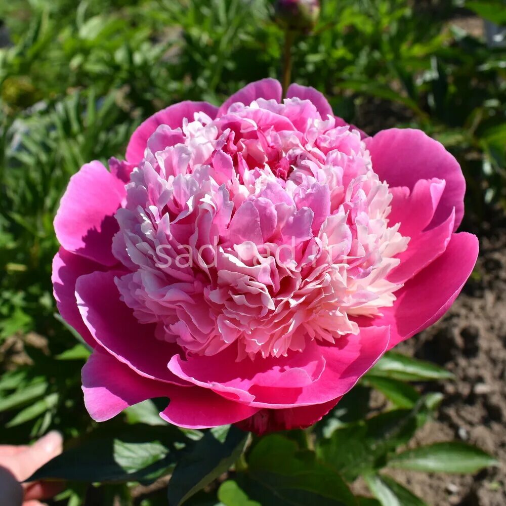 Пион пинк дерби фото и описание Pink Derby - Пионы - Каталог - Sad-Rad.ru