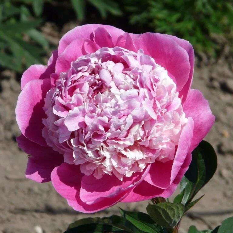 Пион пинк дерби фото и описание Pink Derby Garten pflanzen, Pfingstrosen, Blumen