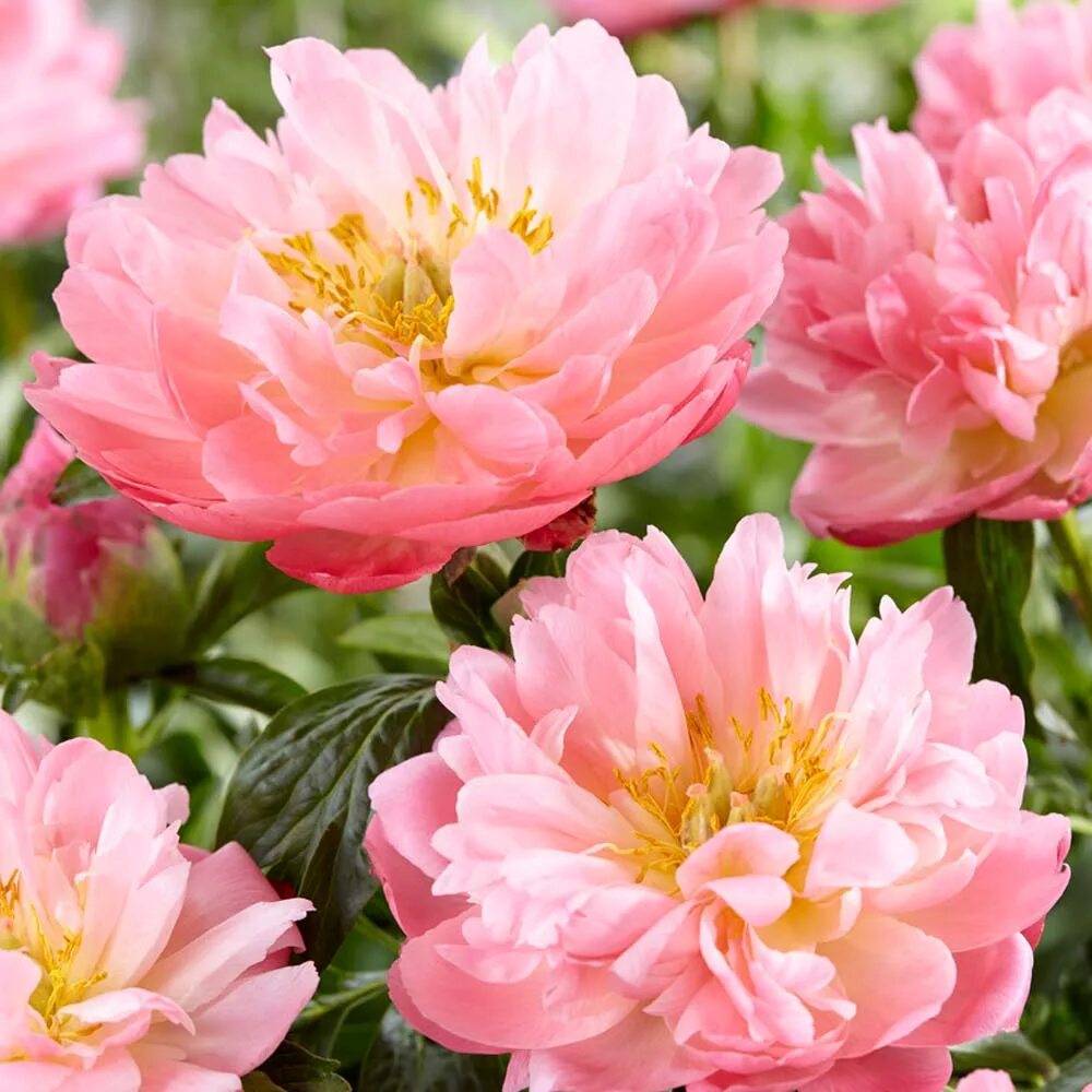 Пион пинк гавайан фото Paeonia Pink Hawaiian Coral Peony - Sugar Creek Gardens