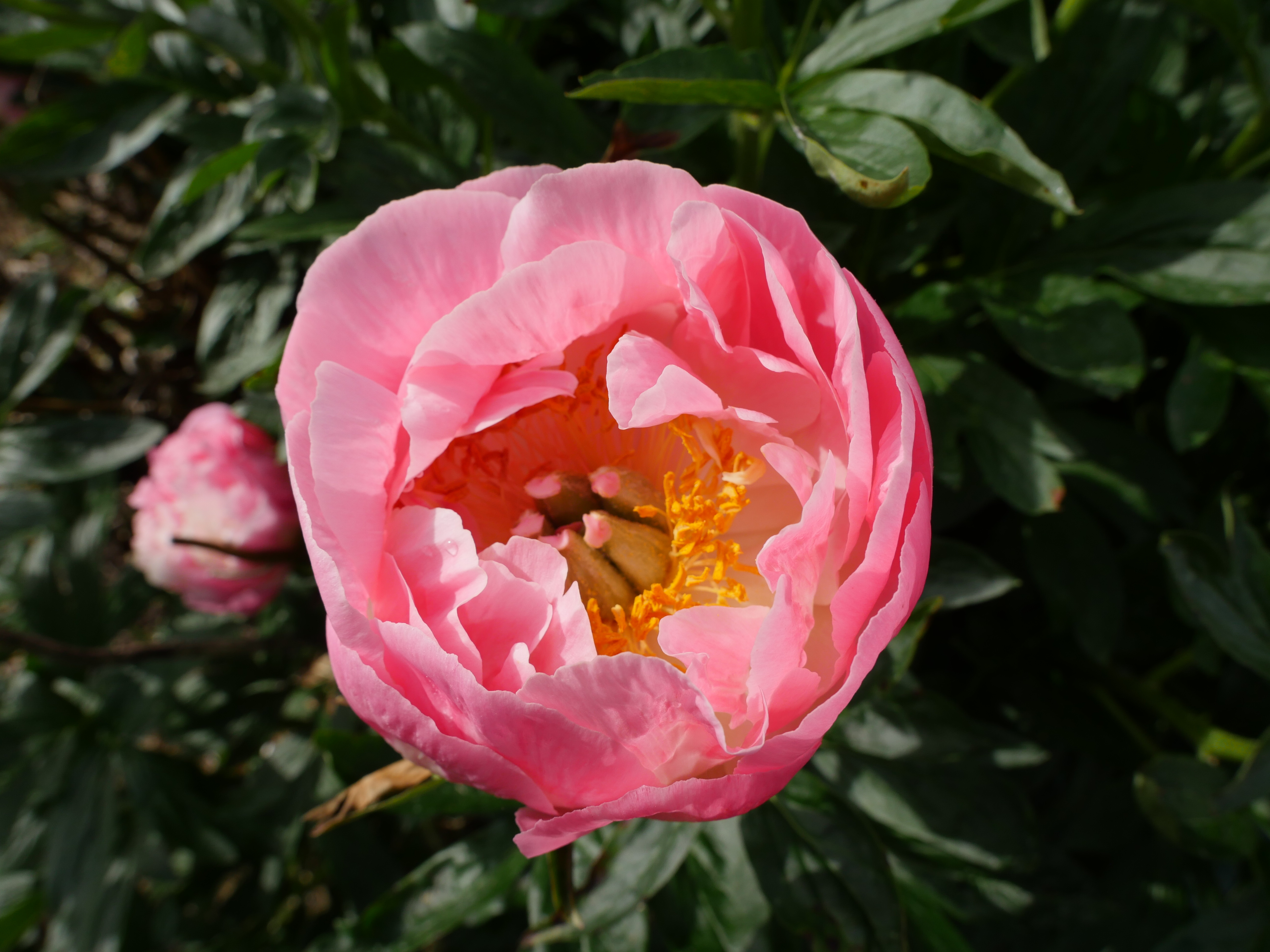 Пион пинк гавайан фото File:Paeonia 'Pink Hawaiian Coral' 5 2021 xPeony- (51206864463).jpg - Wikimedia 