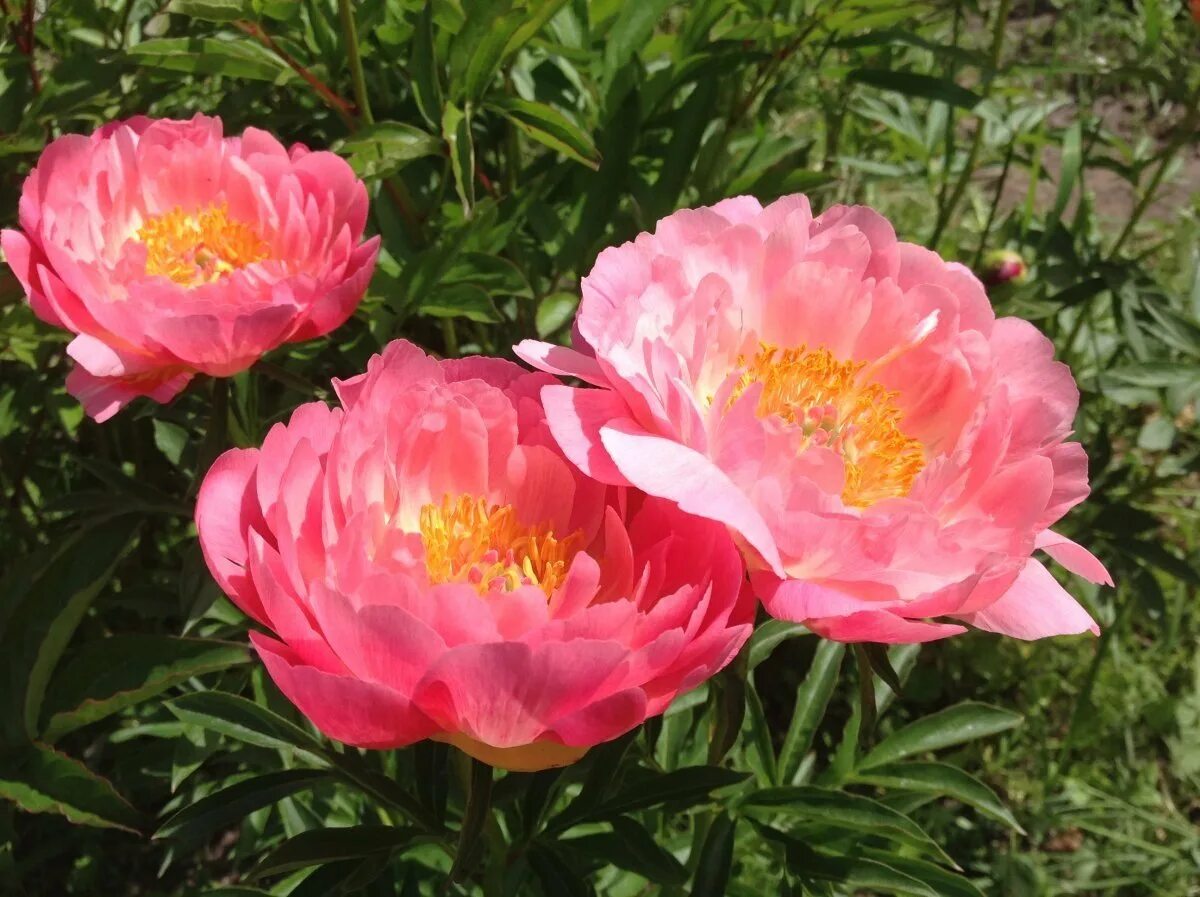 Пион пинк гавайан фото Pink hawaiian coral пион фото - DelaDom.ru