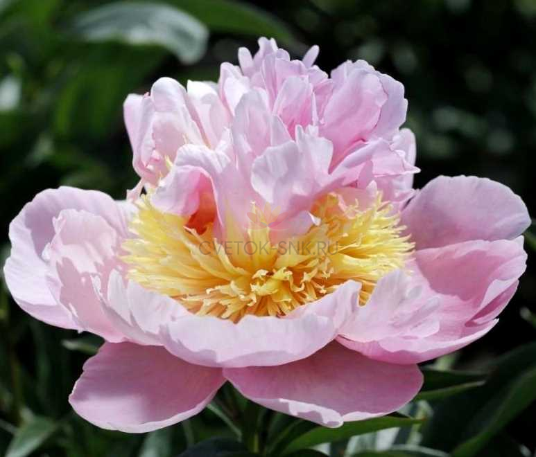 Пион пинк гавайан фото Pojengid: Pink Parasol Surprise