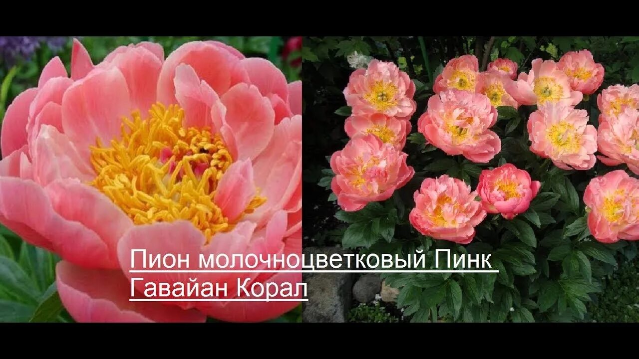 Пион пинк гавайан корал фото и описание Пион молочноцветковый Пинк Гавайан Корал - YouTube