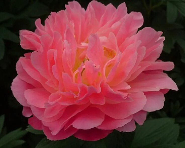 Пион пинк гавайан корал фото и описание Peony Pink Hawaiian Coral at peony nursery Peonyshop.com Peonies, Beautiful flow