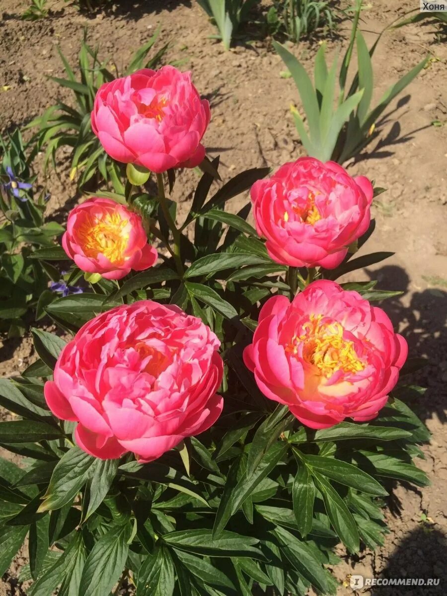 Пион пинк гавайан корал фото и описание ПИОН PINK HAWAIIAN CORALL - "Очень теплый и яркий кораллово-розовый пион." отзыв