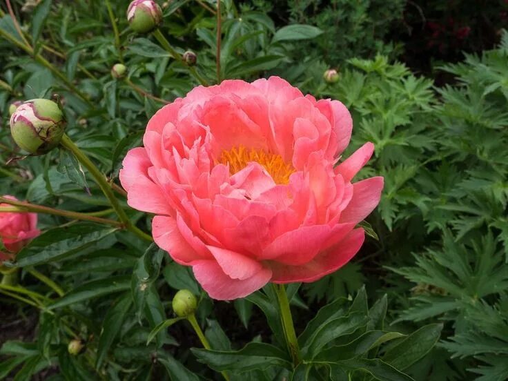 Пион пинк гавайан корал фото и описание Hawaiian coral Peonies, Peonies garden, Hawaiian