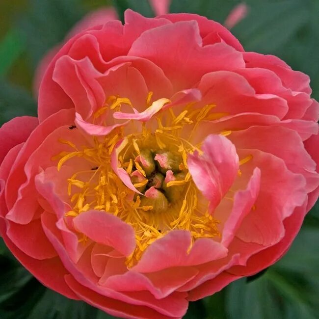 Пион пинк гавайан корал фото и описание Пион Pink Hawaiian Coral