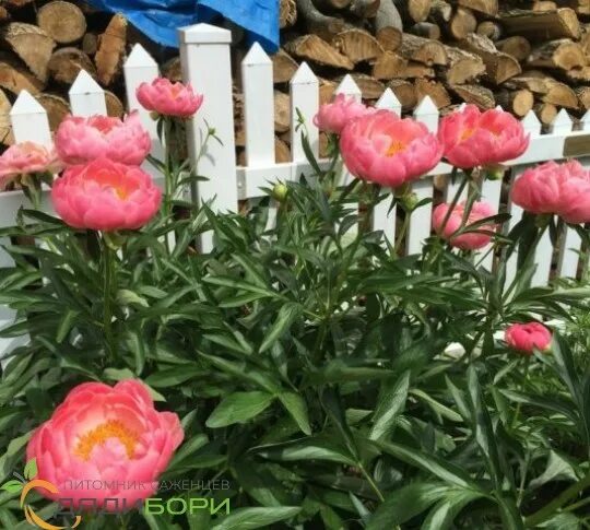 Пион пинк гавайан корал фото и описание Саженцы пиона Пинк Гавайан Корал (Pink Hawaiian Coral) купить в Москве и Подмоск