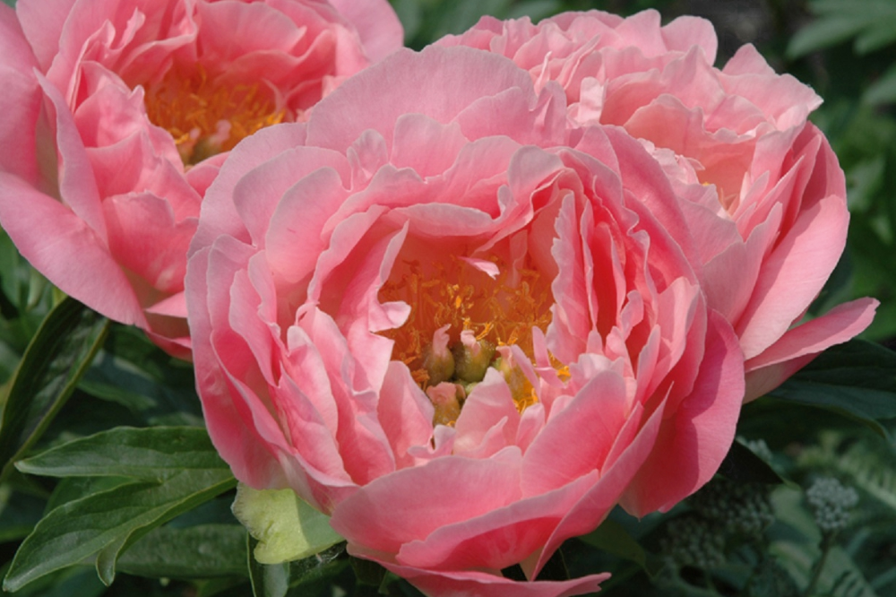Пион пинк гавайан корал фото и описание Pink Hawaiian Coral Peony Coral peonies, Peonies, Herbaceous perennials