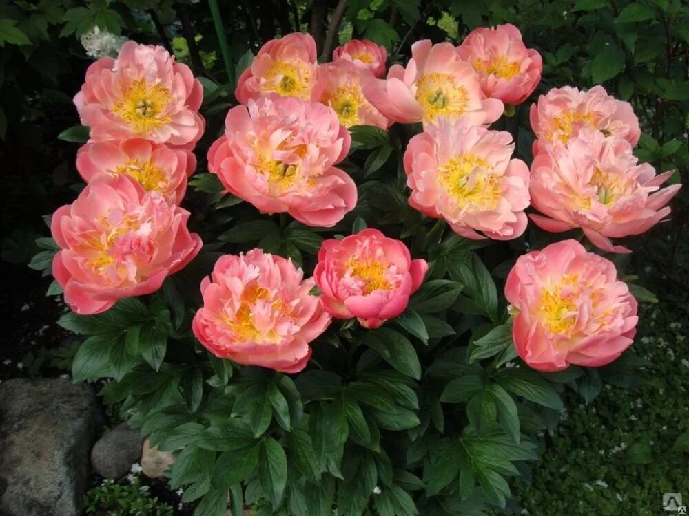 Пион пинк гавайан корал фото и описание Пион Пинк Гавайан Корал (Pink Hawaiian Coral) 3-5 почек - Московский ОАЗИС