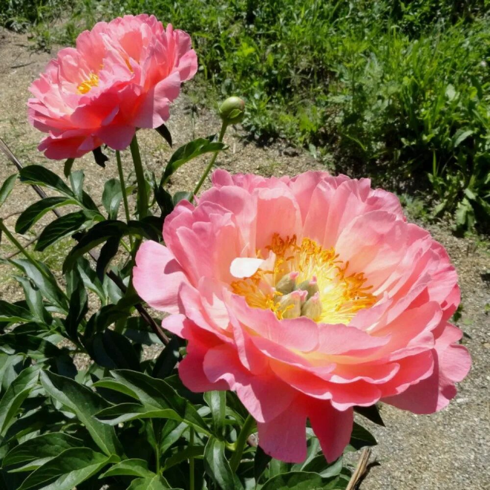 Пион пинк гавайан корал фото отзывы Пион Pink Hawaiian Coral саженцы купить в Москве по цене от 1 410 руб.