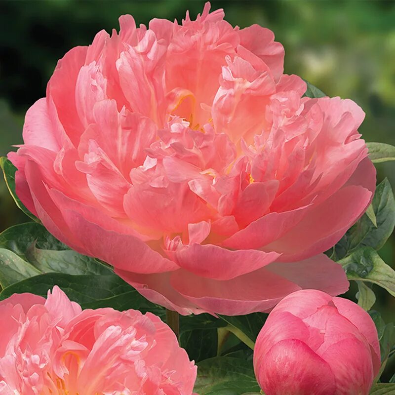 Пион пинк гавайан корал фото отзывы Пинк Хаваиан Корал (Pink Hawaiian Coral) ПИОН - Волжский Сад