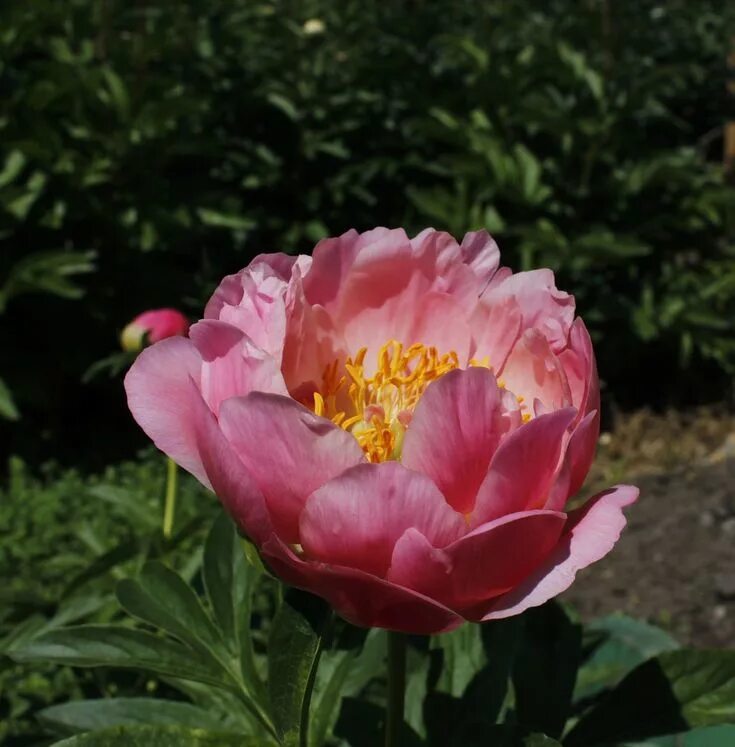Пион пинк гавайи фото Herbaceous peony Pink Hawaiian Coral Flowers, Peonies, Floral